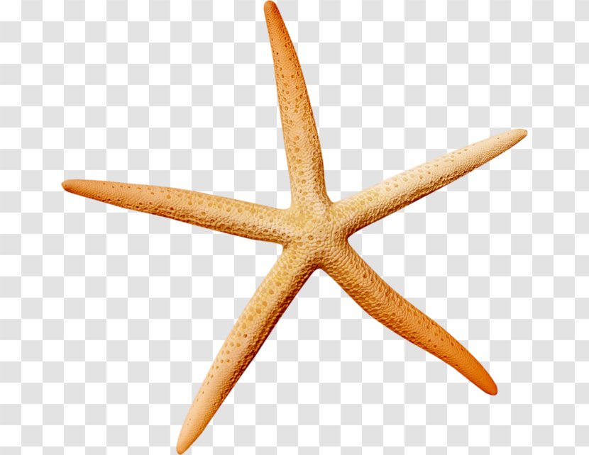 Starfish Icon - Photoscape - Ocean Transparent PNG