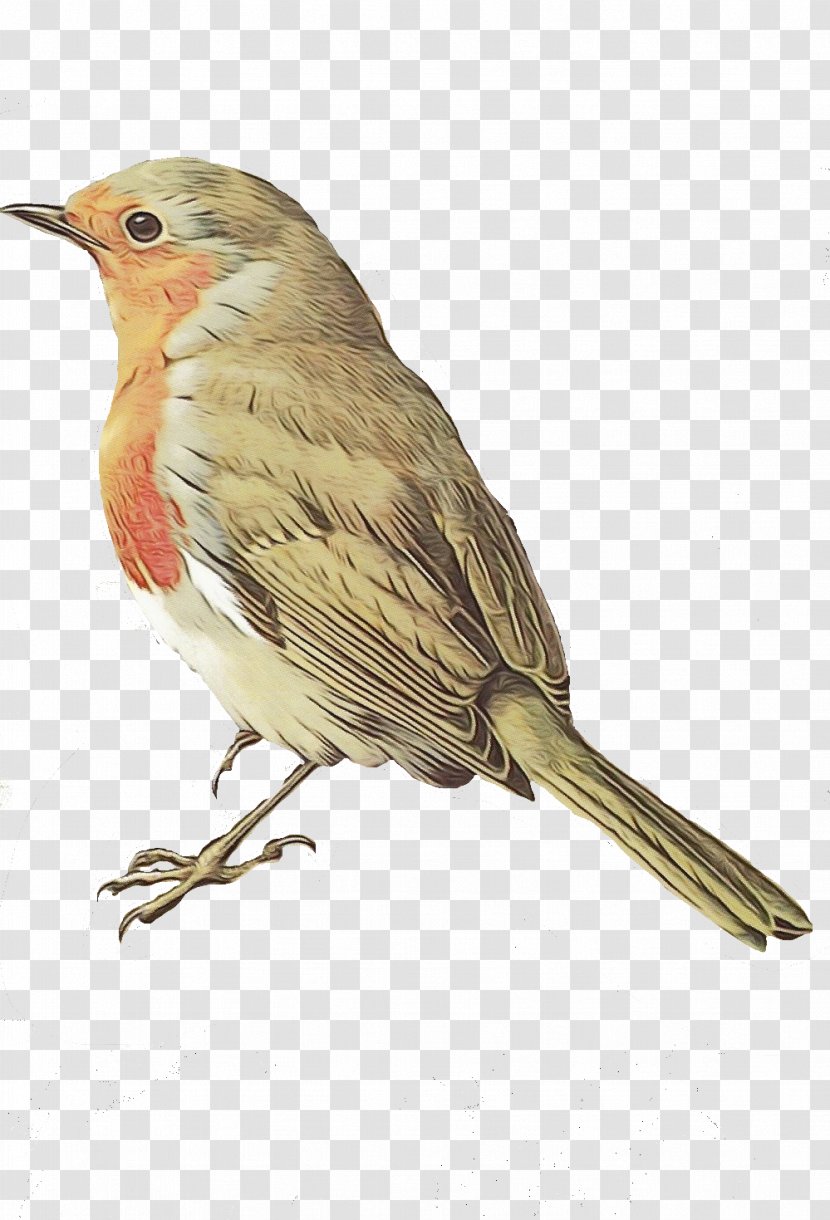 Robin Bird - Old World Flycatcher - Wren Canary Transparent PNG