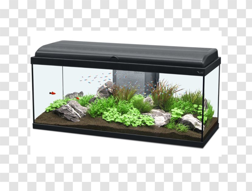 Goldfish Aquarium Fishkeeping Pet Shop - Lighting - Nano Transparent PNG