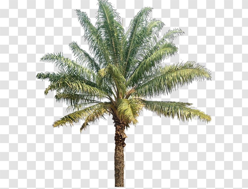 Arecaceae Coconut Photography Tree Spruce - Arecales - Date Palm Transparent PNG