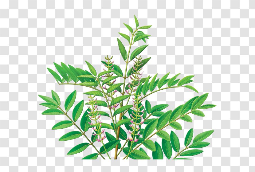 Tea Organic Food Liquorice Extract Herb - Plant - Herbal Transparent PNG