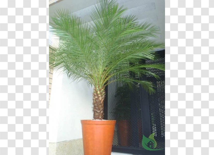 Pygmy Date Palm Arecaceae Garden Plant - Livistona Chinensis Transparent PNG