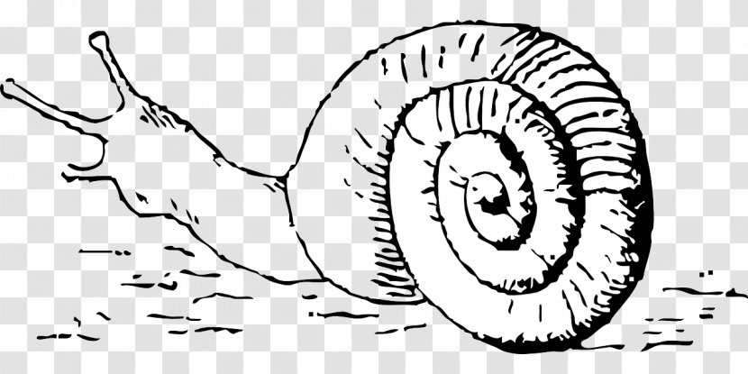 Land Snail Gastropod Shell Seashell Clip Art - Cartoon Transparent PNG