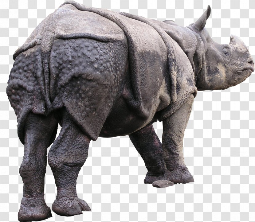 Rhinoceros Animal Texture Mapping 3D Computer Graphics - Fauna - Rhino Transparent PNG