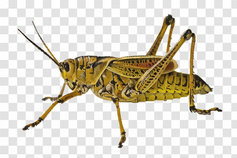 Insect Animal Grasshopper Jumping Locust - Weevil - Closeup Transparent PNG