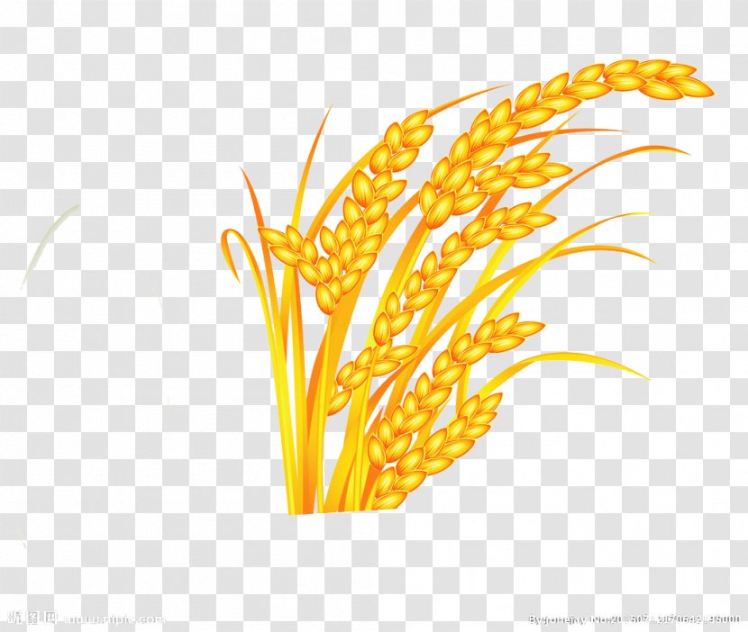 Oryza Sativa Rice Gold - Orange Transparent PNG