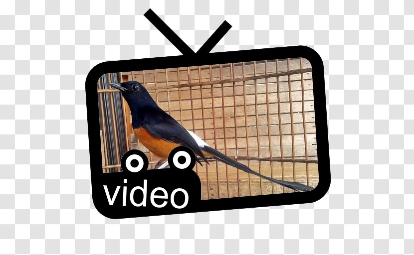 Bird White-rumped Shama Magpie-robins YouTube Beak - Human Voice Transparent PNG