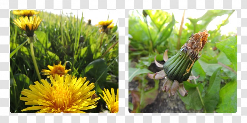Wildflower Pollinator Insect Information - Flower - Dandelion Seeds Transparent PNG