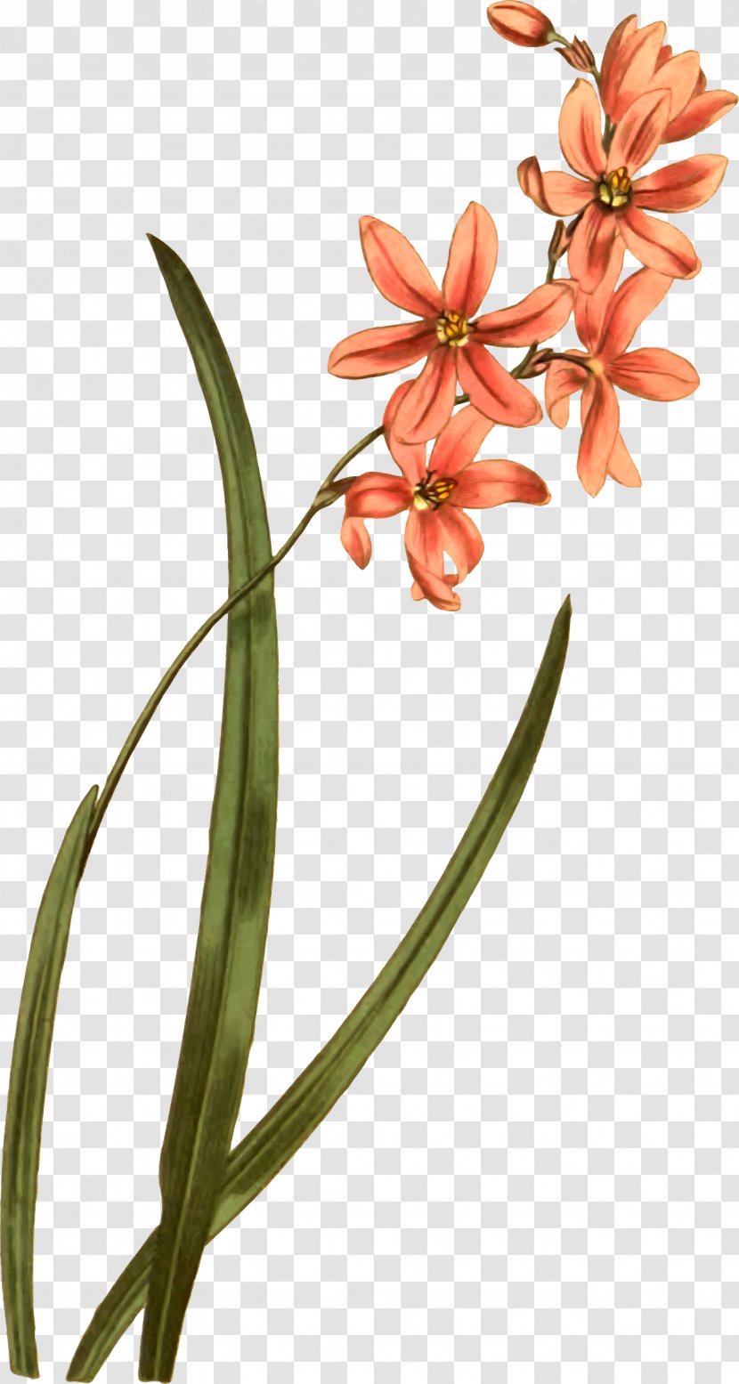 Flower Plant Clip Art - Lily Of The Valley Transparent PNG
