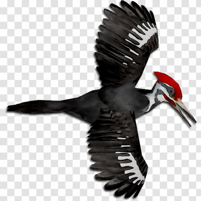 Vulture Beak Eagle Fauna Feather - Wing Transparent PNG