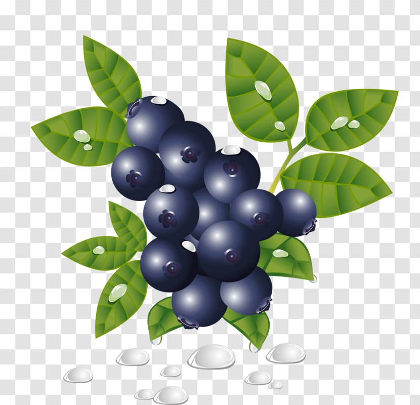 Blueberry - Plant - Fruit Transparent PNG