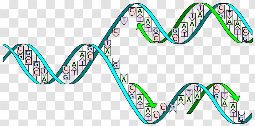 DNA Replication Polymerase Adenine - Translation - Body Jewelry Transparent PNG