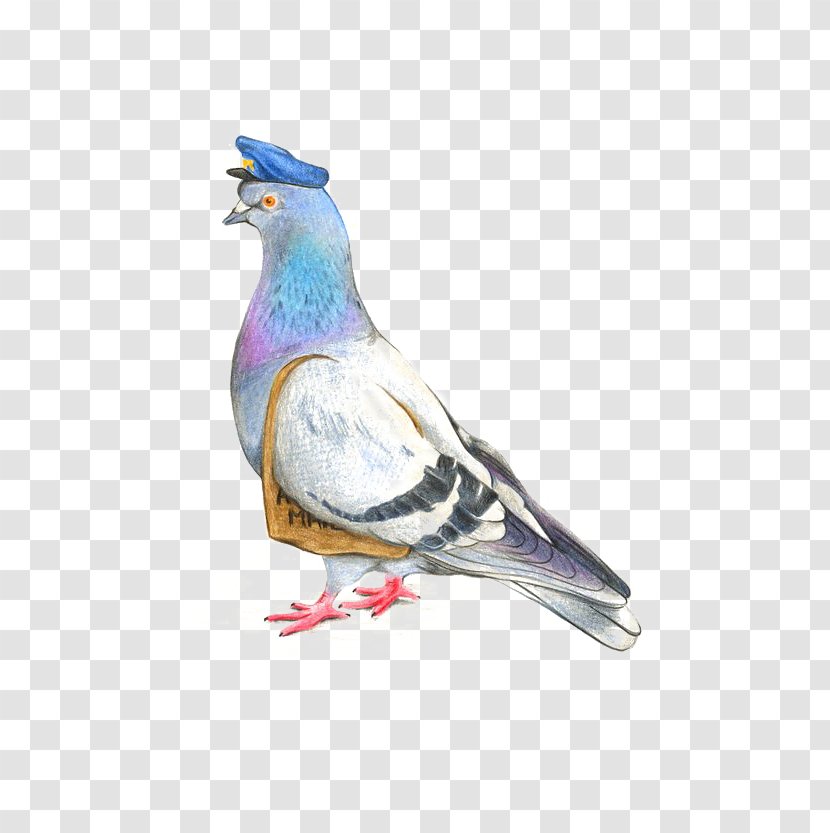 Homing Pigeon Columbidae Drawing Watercolor Painting Illustration - Release Dove Transparent PNG