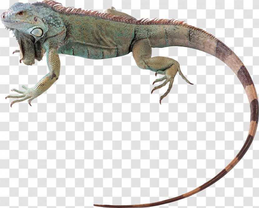 Green Iguana Lizard Reptile Chameleons Chuckwalla - Chameleon Transparent PNG