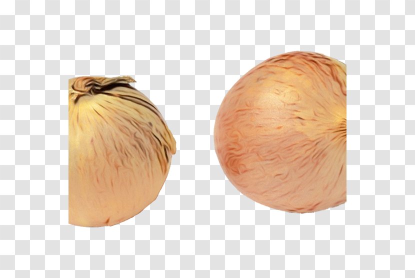 Yellow Onion Shallot Vegetable Plant - Watercolor - Garlic Food Transparent PNG