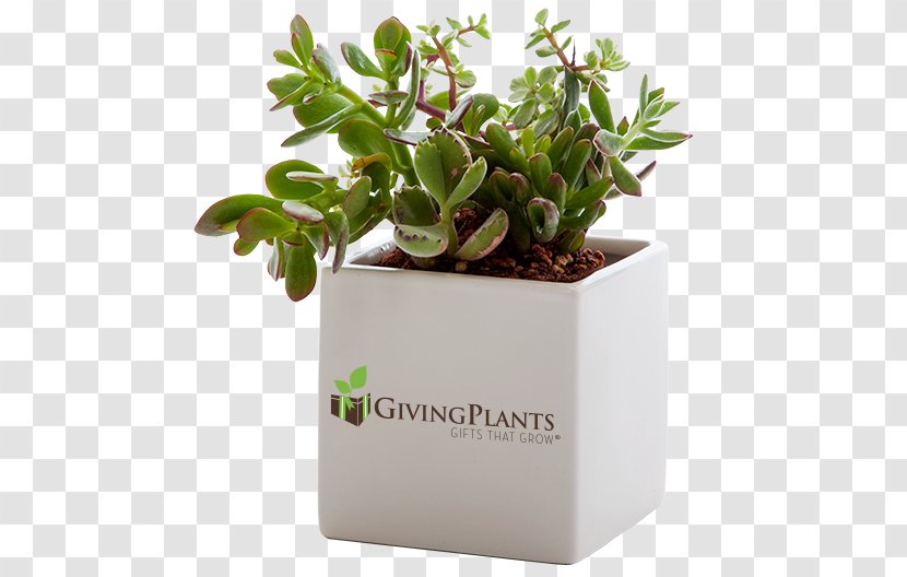 Houseplant Gift Flowerpot Succulent Plant - Grow Light Transparent PNG