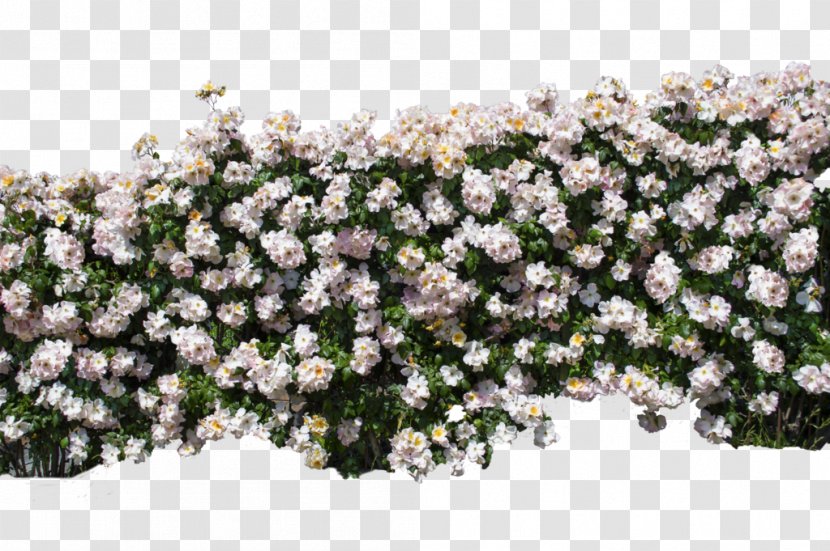 Wall Multiflora Rose Shrub Wallpaper - Murphy Bed Transparent PNG