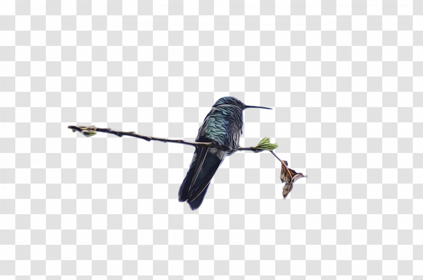 Hummingbird Transparent PNG