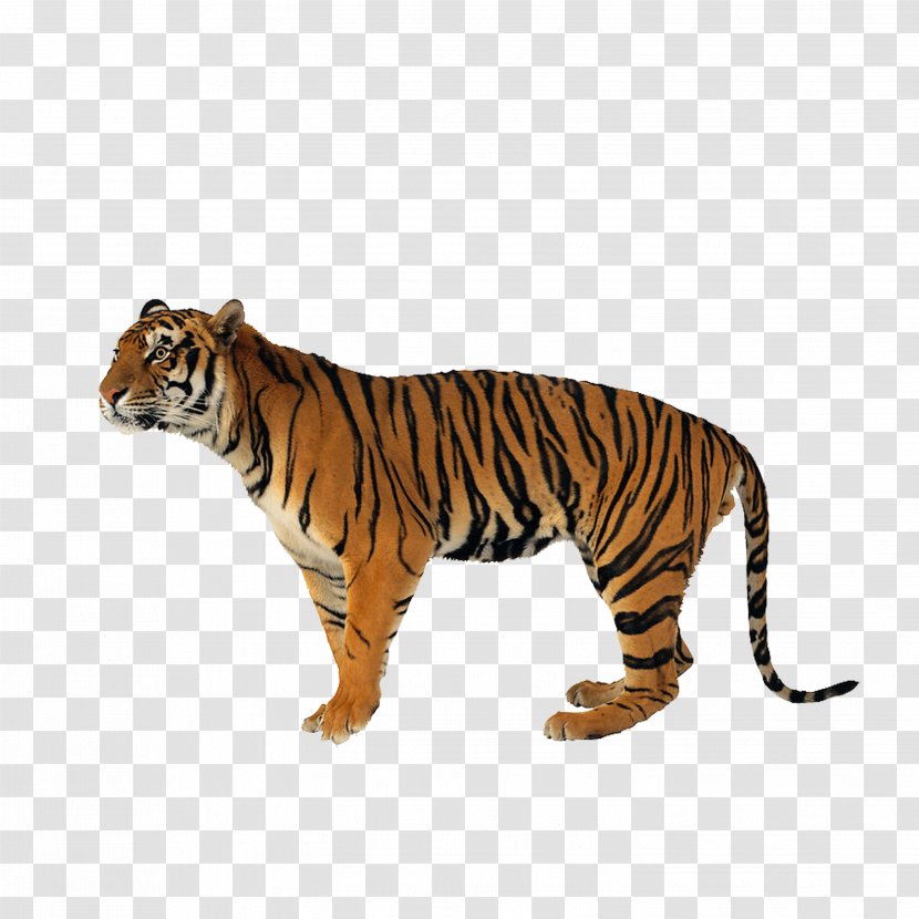 Lion Jaguar Never Scratch A Tiger With Short Stick Siberian Bengal - Stock Photography Transparent PNG