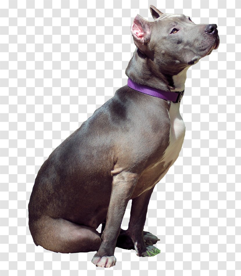 American Pit Bull Terrier Staffordshire - Snout Transparent PNG