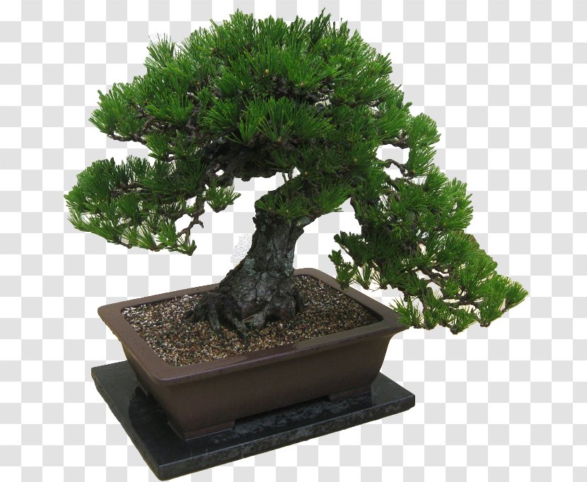 Pinus Thunbergii Beautiful Bonsai Ficus Retusa Tree - Scots Pine Transparent PNG