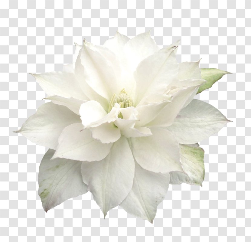 Cut Flowers Petal Table - Gardenia - Flower Transparent PNG