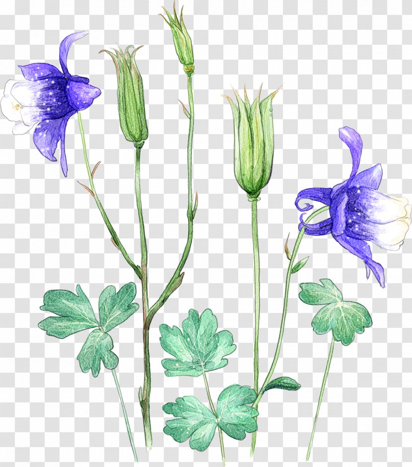 Cut Flowers Plant Petal Watercolor Painting - Violet Family - Painted Transparent PNG