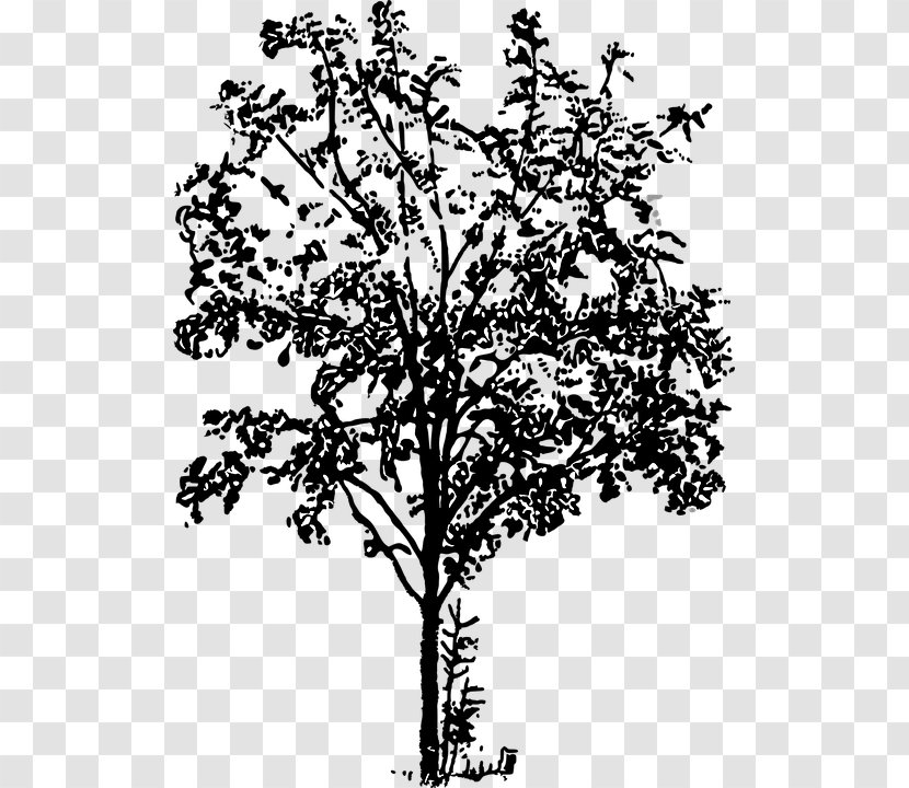 Twig Tree Forest Transparent PNG