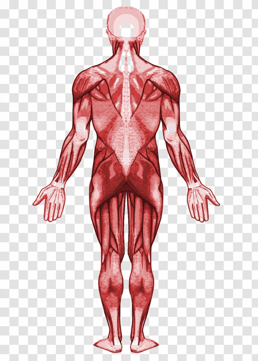Muscle Human Anatomy Muscular System Body - Cartoon Transparent PNG