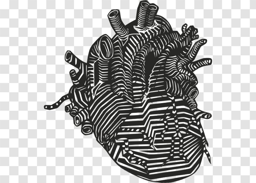 Heart Drawing Anatomy Clip Art - Human Transparent PNG