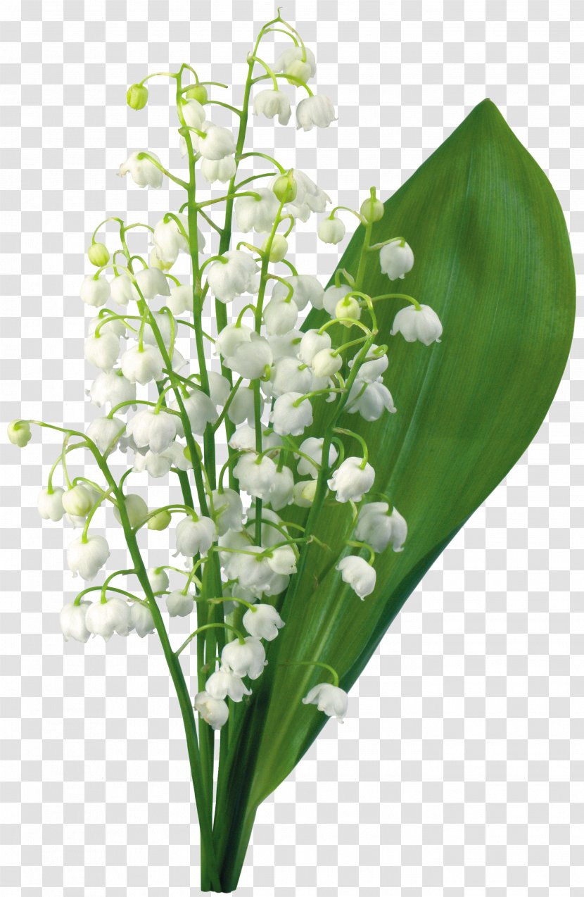 Lily Of The Valley 1 May Flower - Cut Flowers Transparent PNG