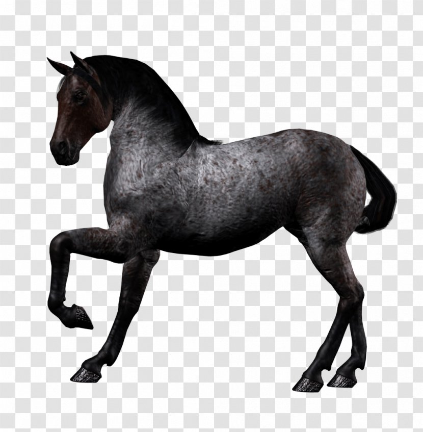 Arabian Horse Twilight Sparkle Pony DeviantArt - Image Transparent PNG