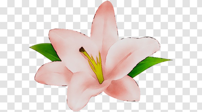 Cut Flowers Pink M Lily Transparent PNG