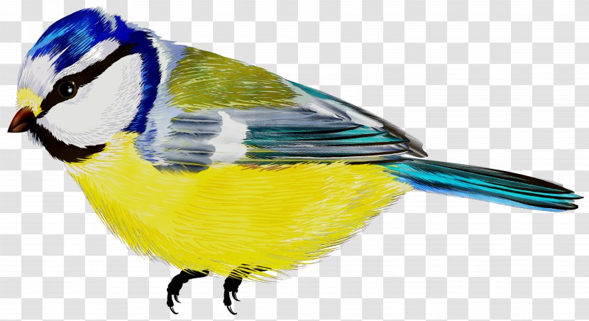 Illustration Bird Graphics Beak Clip Art - Watercolor Painting Transparent PNG