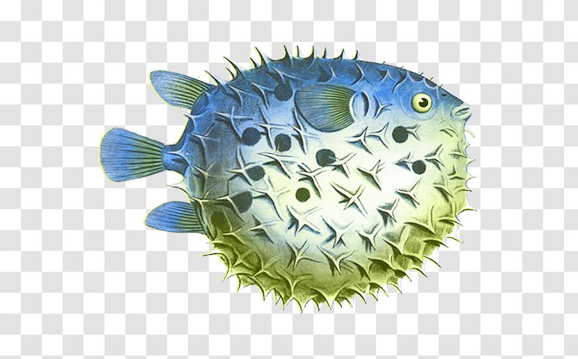 Pufferfish Throw Pillows Spot-fin Porcupinefish - Fishing Transparent PNG