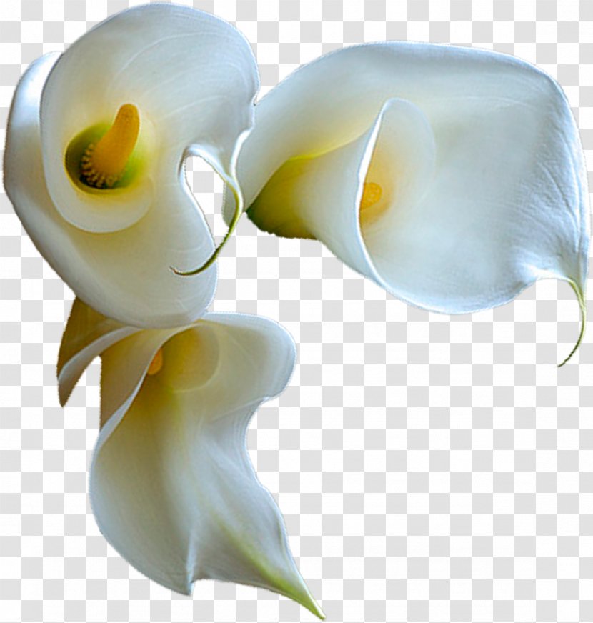 0 February 1 Flower 2 - Flowering Plant - Woman Transparent PNG
