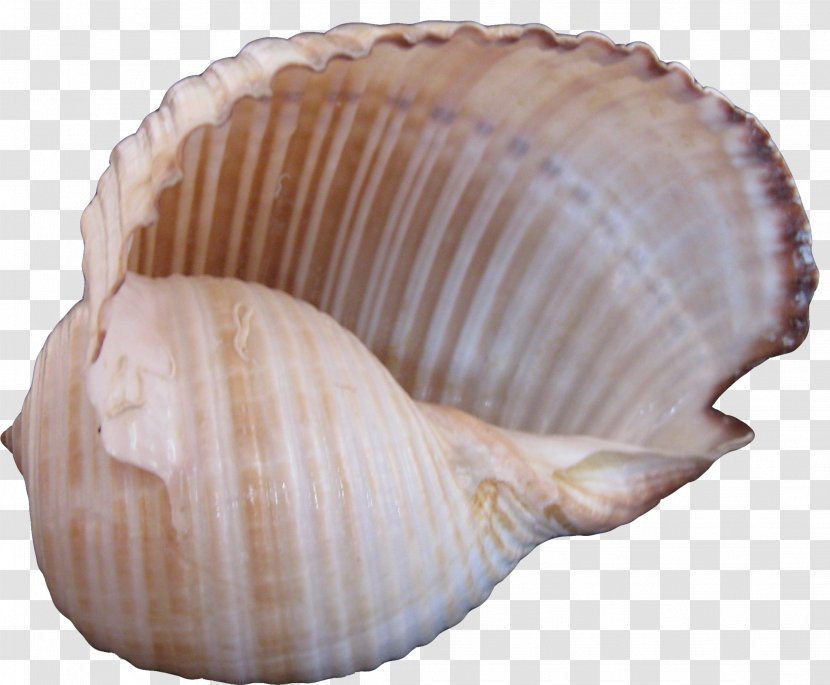 Cockle Seashell Sea Snail - Conch Creative Transparent PNG