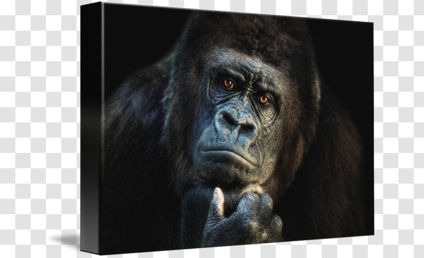 Ape Wildlife Western Lowland Gorilla Orangutan Canvas - Snout Transparent PNG