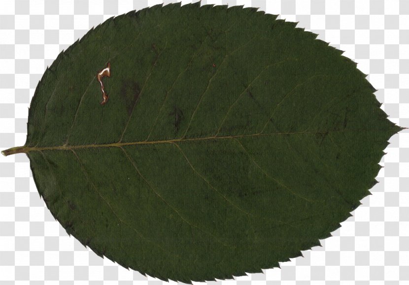 Plant Leaf Tree Transparent PNG