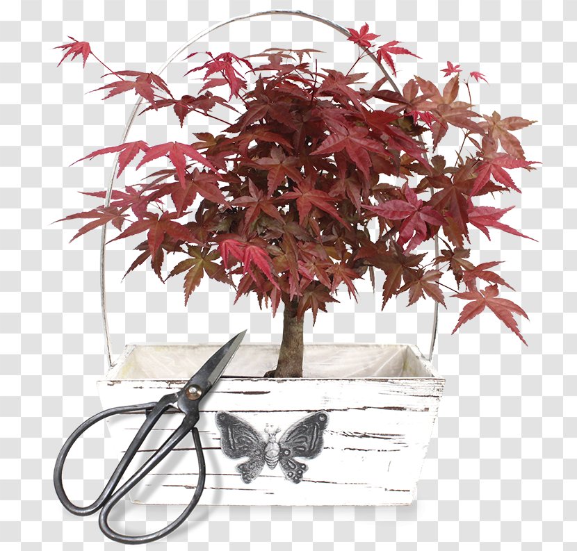 Maple Flowerpot Twig Houseplant Tree - Leaf Transparent PNG