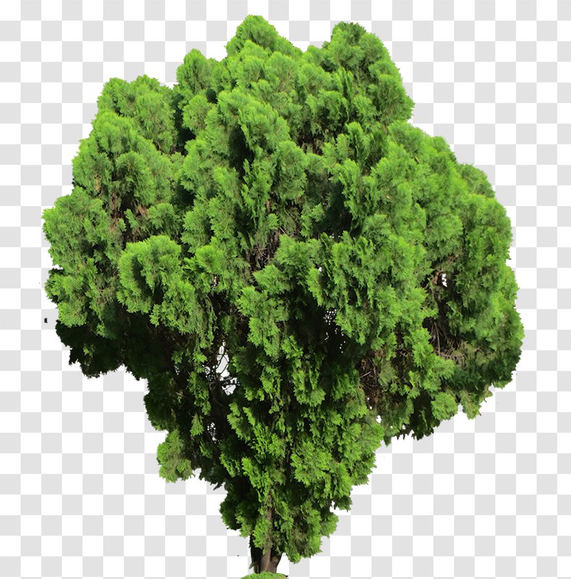 Lycopodiophyta Plant Shrub Tree - Subtropics - Fern Transparent PNG