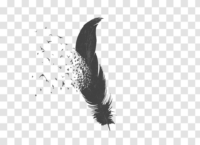 Bird Feather Drawing Parrot Image - Symbol Transparent PNG