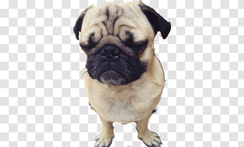 Pug Dog Breed Companion Puppy Toy Transparent PNG
