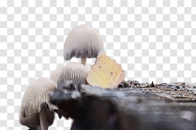 Snout Transparent PNG