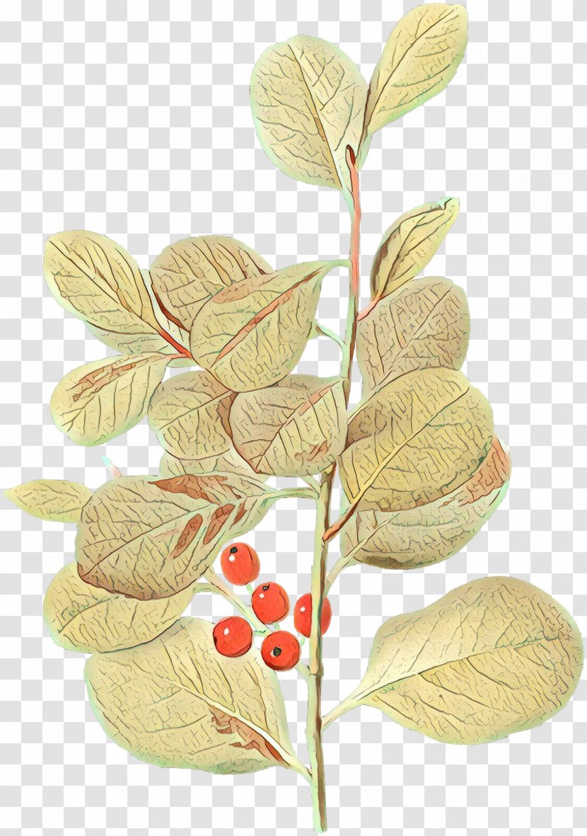 Palm Trees - Ginseng - Viburnum Twig Transparent PNG