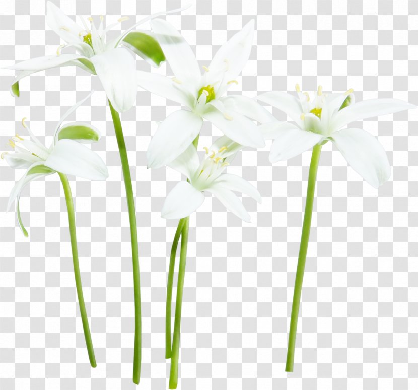 Flower White Fleur Blanche - Gratis Transparent PNG