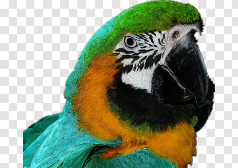 Bird Amazon Parrot Cockatoo Macaw Companion - Pet - Green Transparent PNG