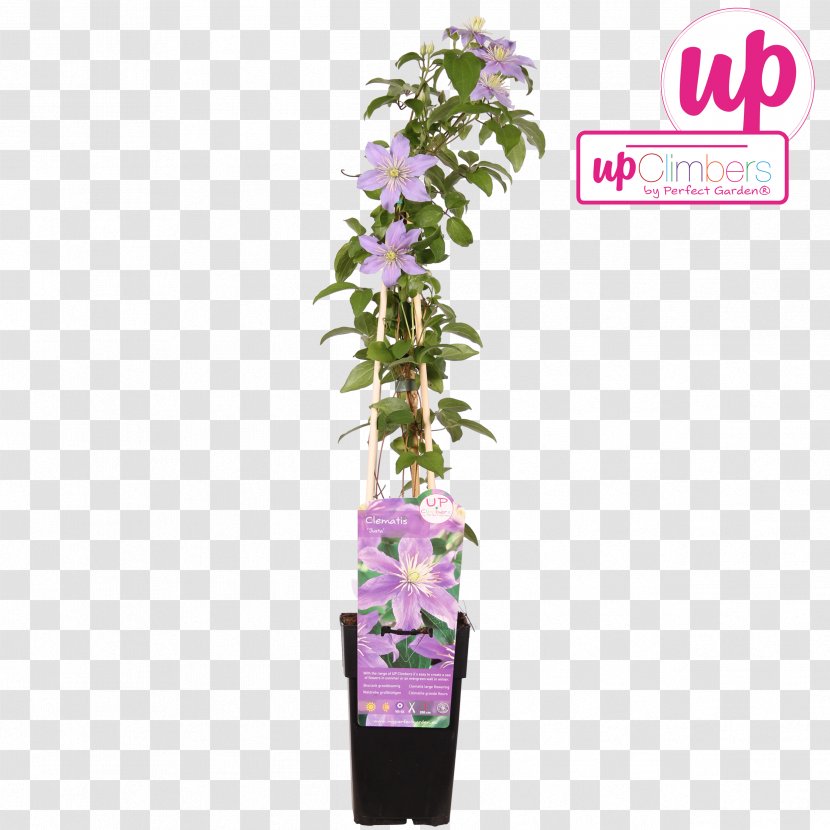 Flowerpot Old Man's Beard - Violet - Flower Transparent PNG