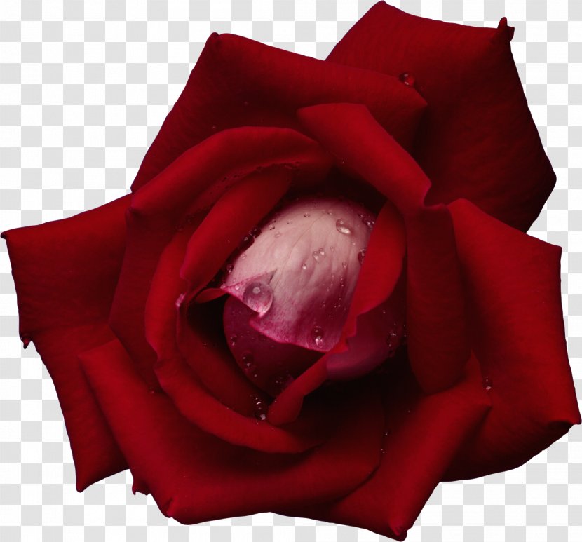 Garden Roses Flower Red Blue Rose Rosa Gallica - Tulip Transparent PNG