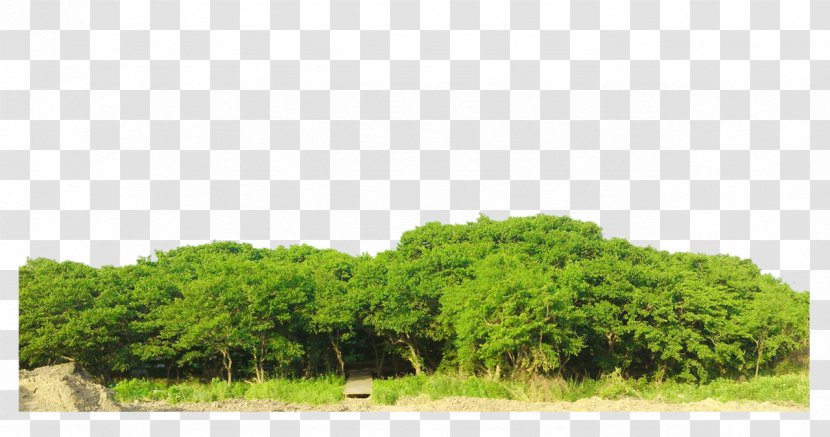 Bodhi Tree Ficus Religiosa - Woods Picture Material Transparent PNG